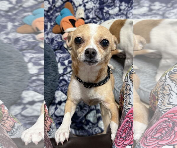 Medium Photo #2 Chihuahua Puppy For Sale in Holly Springs, NC, USA