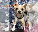 Small #1 Chihuahua