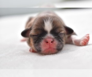 Shih Tzu Puppy for sale in PALM COAST, FL, USA