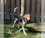 Small #3 Mutt