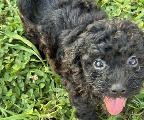 Medium Photo #2 Poovanese Puppy For Sale in BEECHGROVE, TN, USA