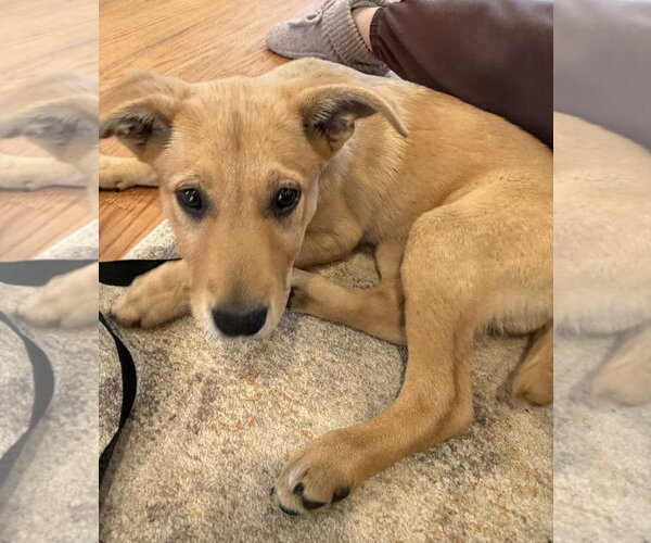 Medium Photo #4 German Shepherd Dog-Unknown Mix Puppy For Sale in Alexander, AR, USA