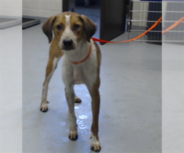 Medium Photo #1 Labrador Retriever-Plott Hound Mix Puppy For Sale in Fayetteville, NC, USA