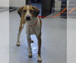 Small Labrador Retriever-Plott Hound Mix