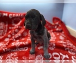 Small Photo #6 German Shorthaired Pointer Puppy For Sale in FRONT ROYAL, VA, USA