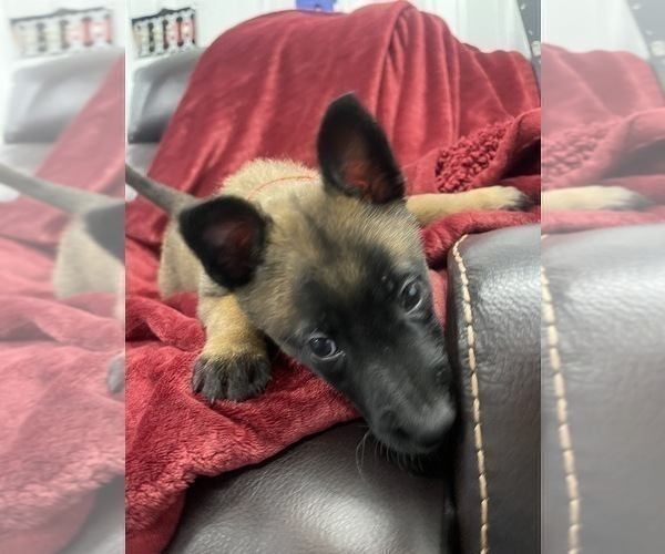 Medium Photo #50 Belgian Malinois Puppy For Sale in REESEVILLE, WI, USA