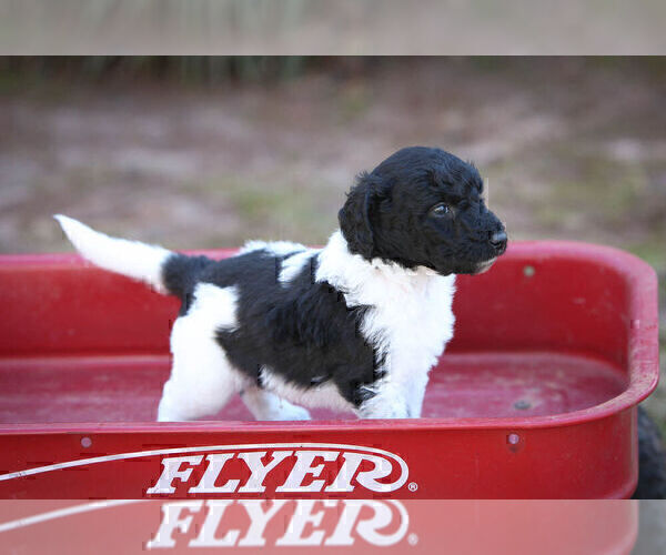Medium Photo #1 Pyredoodle Puppy For Sale in EATONTON, GA, USA