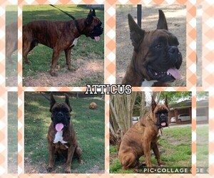 Father of the Boxer puppies born on 08/03/2019