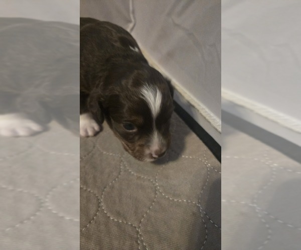 Medium Photo #10 Miniature Australian Shepherd Puppy For Sale in MOUNT JULIET, TN, USA