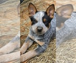 Puppy Evander Australian Cattle Dog