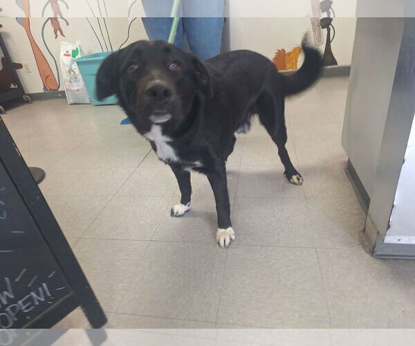 Medium Photo #7 Labrador Retriever-Unknown Mix Puppy For Sale in San Diego, CA, USA