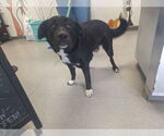 Small #6 Labrador Retriever Mix