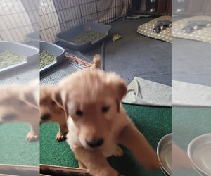 Golden Retriever Dog for Adoption in DALLASTOWN, Pennsylvania USA