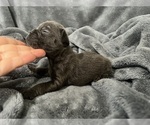 Small #8 French Bulldog