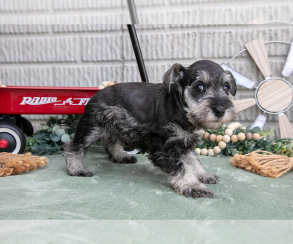 Medium Photo #3 Schnauzer (Miniature) Puppy For Sale in BALTIC, OH, USA