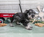 Small #2 Schnauzer (Miniature)