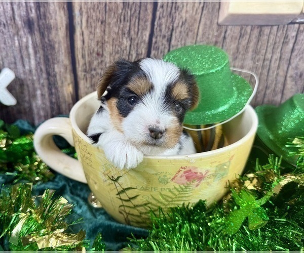 Medium Photo #2 Morkie Puppy For Sale in CASSVILLE, MO, USA