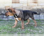 Small #1 Mutt