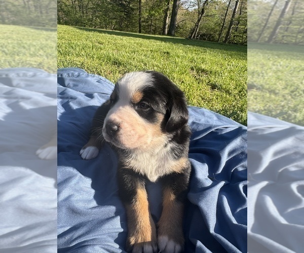 Medium Photo #6 Bernese Mountain Dog-Greater Swiss Mountain Dog Mix Puppy For Sale in SILEX, MO, USA