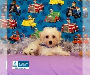 Schnoodle (Miniature) Puppy for sale in WINNSBORO, LA, USA