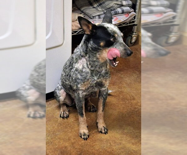 Medium Photo #5 Mutt Puppy For Sale in Mountain View, AR, USA