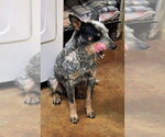 Small #4 Mutt