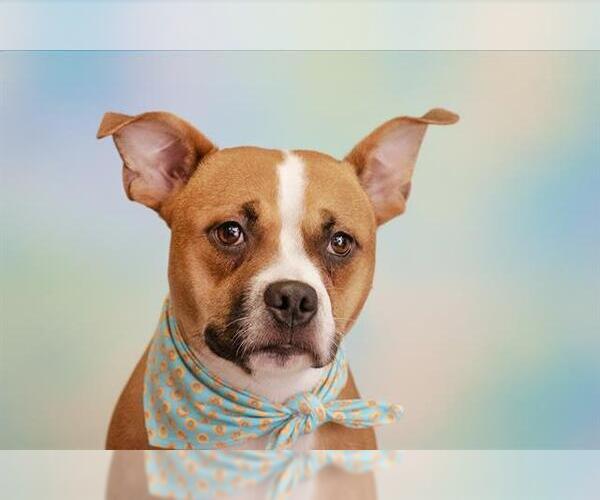 Medium Photo #1 Boxer-Unknown Mix Puppy For Sale in Belleville, IL, USA