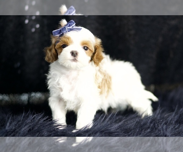 Medium Photo #65 Maltipoo Puppy For Sale in WARSAW, IN, USA