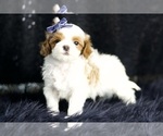 Small #6 Maltipoo