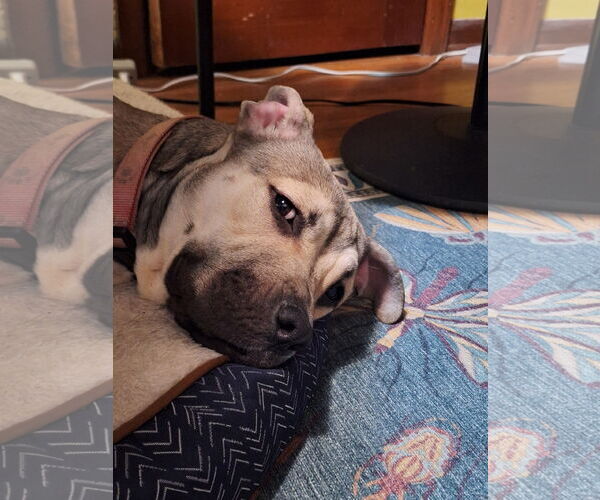 Medium Photo #2 Mutt Puppy For Sale in Princeton, MN, USA