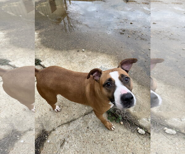 Medium Photo #1 Bullboxer Pit Puppy For Sale in Jackson, MS, USA