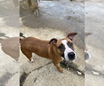 Small Bullboxer Pit