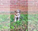Small Photo #16 Siberian Husky Puppy For Sale in INMAN, SC, USA