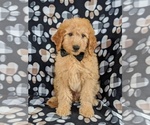 Small Photo #1 Goldendoodle Puppy For Sale in NOTTINGHAM, PA, USA