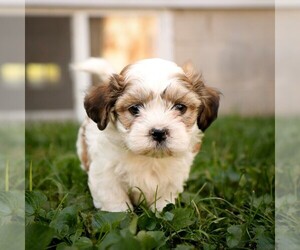 Zuchon Puppy for sale in ARTHUR, IL, USA