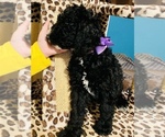 Small Photo #2 Double Doodle Puppy For Sale in FRIENDSWOOD, TX, USA