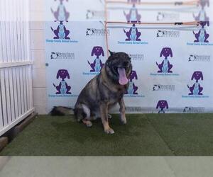 German Shepherd Dog Dogs for adoption in Orlando, FL, USA