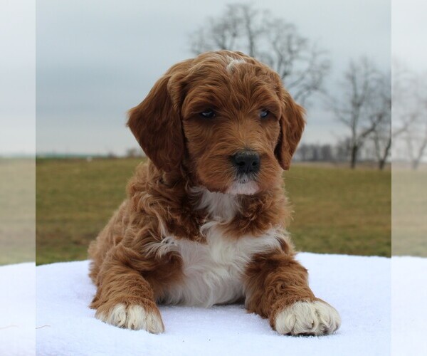Medium Photo #7 Irish Doodle Puppy For Sale in GREENCASTLE, PA, USA