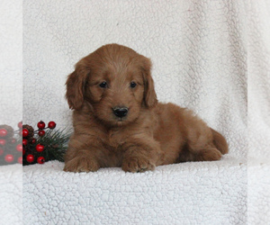 Goldendoodle (Miniature) Puppy for sale in GAP, PA, USA