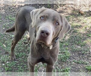 Blue Lacy-Labrador Retriever Mix Dogs for adoption in Waco, TX, USA