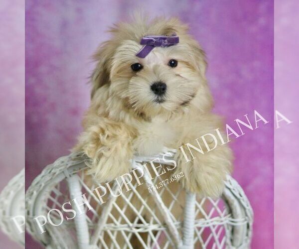 Medium Photo #5 Morkie Puppy For Sale in WARSAW, IN, USA