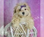 Small #4 Morkie
