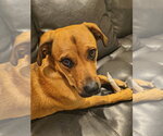 Small #1 Mutt