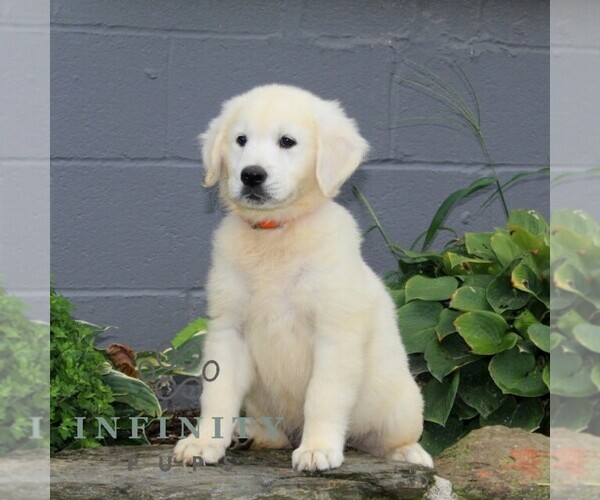 Medium Photo #5 English Cream Golden Retriever Puppy For Sale in CHRISTIANA, PA, USA