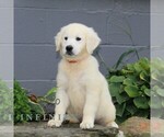 Small #4 English Cream Golden Retriever