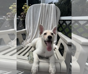 German Shepherd Dog Puppy for Sale in BRUNSWICK, Georgia USA