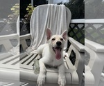 Small German Shepherd Dog