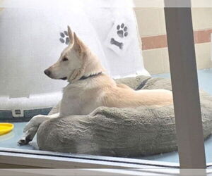 - Mix Dogs for adoption in Winston Salem, NC, USA