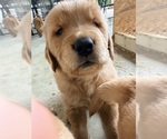 Puppy Russell Golden Retriever