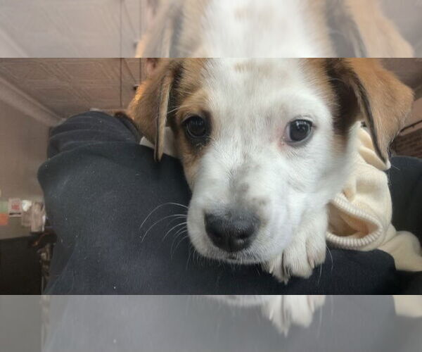 Medium Photo #8 Australian Shepherd-Unknown Mix Puppy For Sale in Brewster, NY, USA